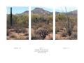 Organ Pipe Cactus, temperature